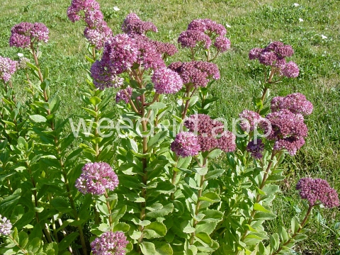 stonecrop, live-forever